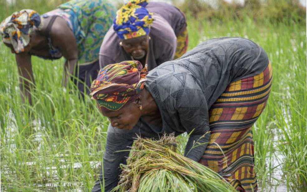 Sahel/résilience climatique : Le Fonds africain de développement octroie plus de 14 millions de dollars