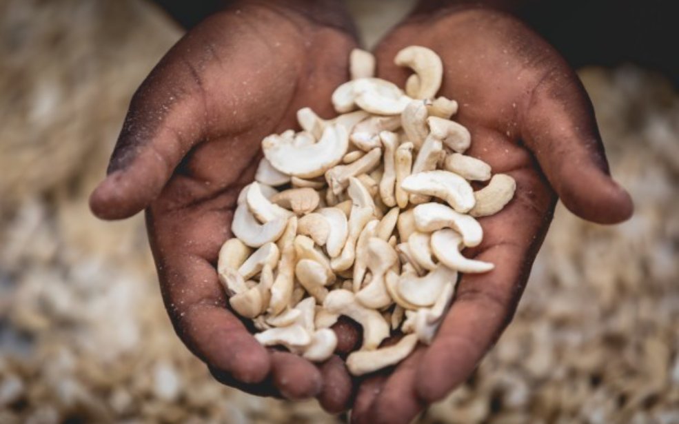 Noix de cajou : La Côte d’Ivoire double ses exportations et mise sur la transformation locale