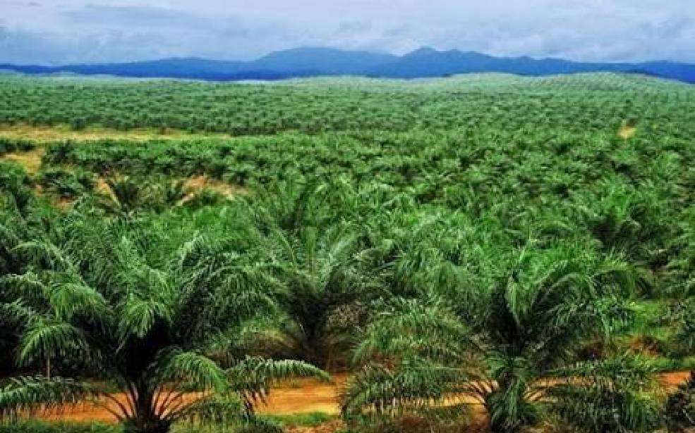 Palmier à huile et coco : la Côte d’Ivoire lance une stratégie de relance portée par un investissement de 1 077 milliards FCFA