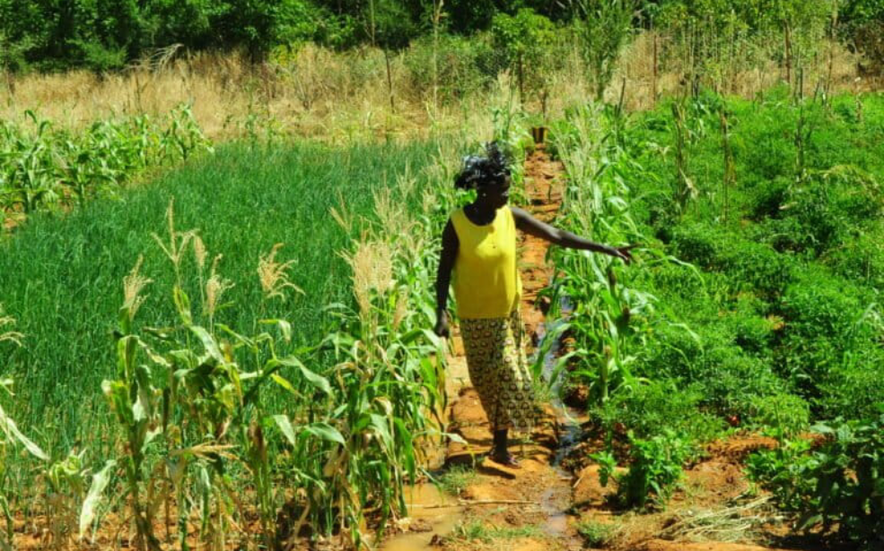 Togo : 354–544 millions de dollars mobilisables pour transformer les ambitions climatiques avant la COP31