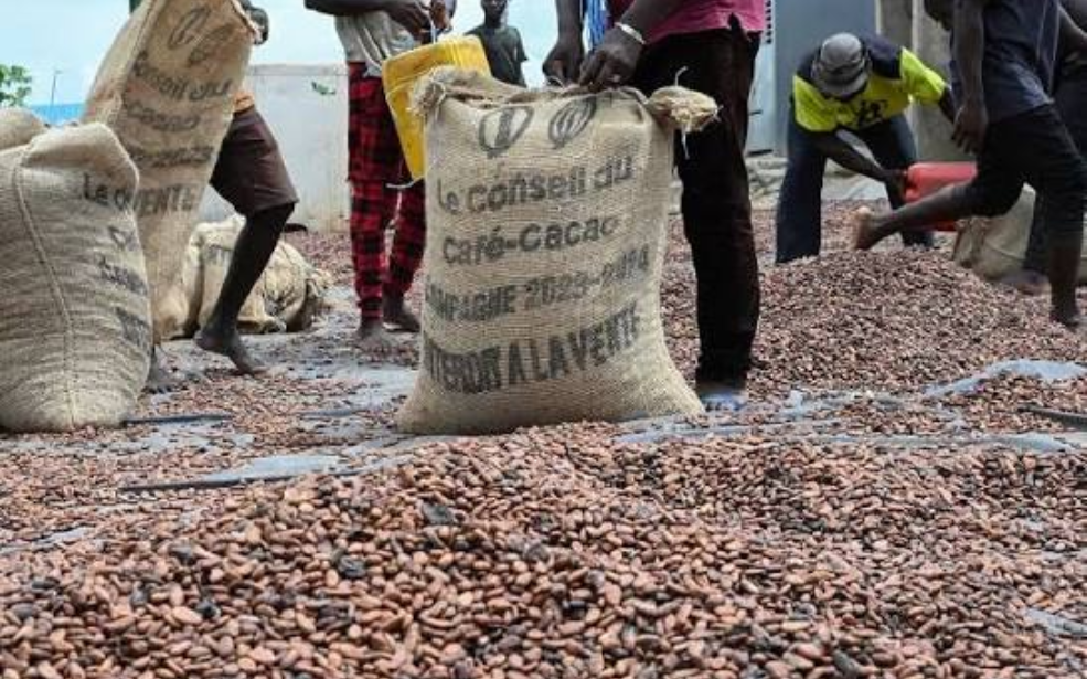 Côte d’Ivoire : 107 exportateurs agréés, le cacao entre dans une campagne sous haute tension