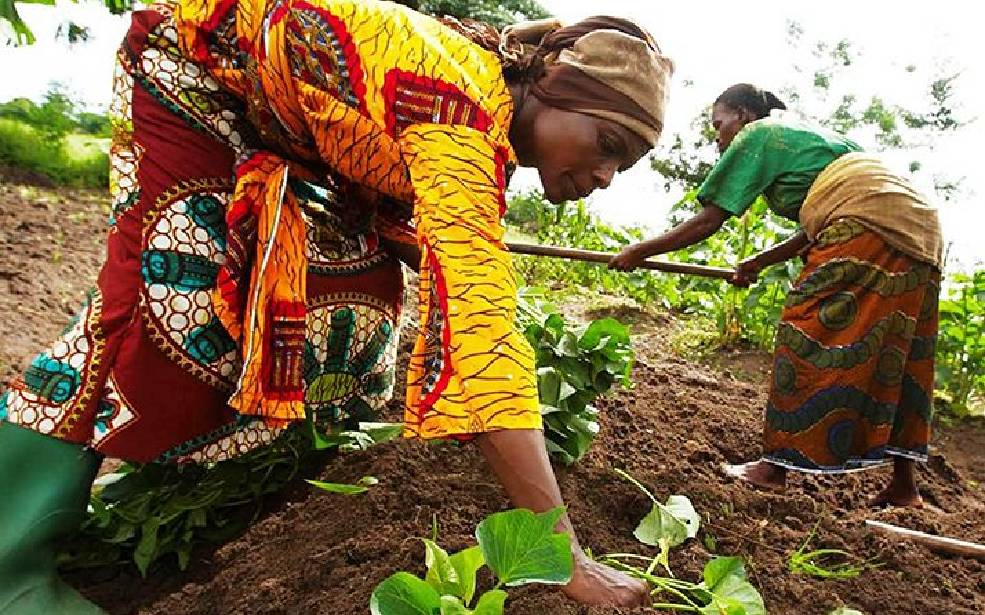 Afrique du Sud/FirstRand Bank : La BAD approuve un financement de 310 millions $ en faveur des MPME agroalimentaires