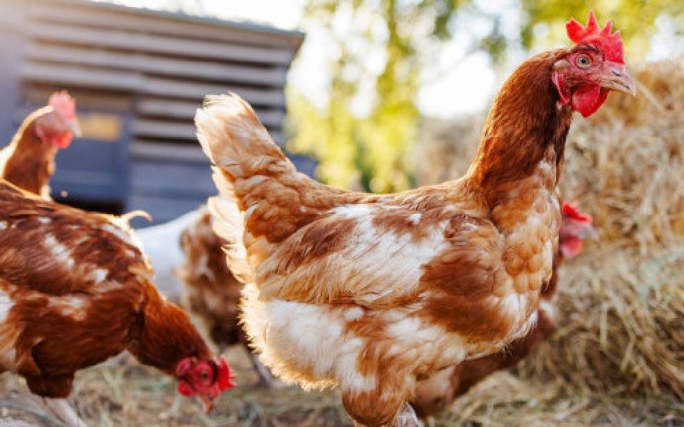 Bénin : La BAD va investir 102 millions d'euros pour stimuler la transformation agricole