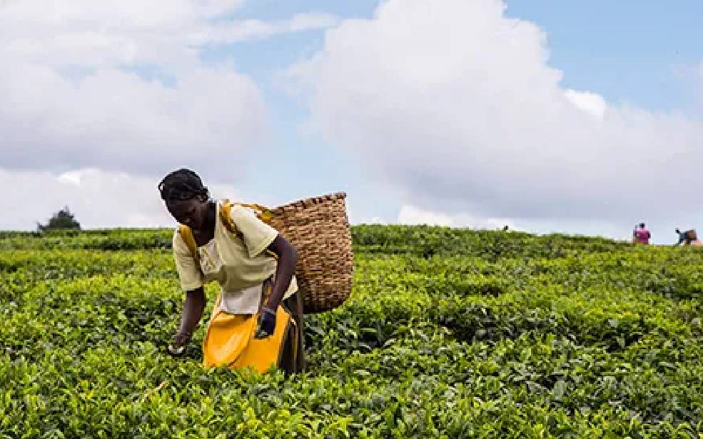 Kenya : l’assurance agricole bientôt érigée en branche autonome