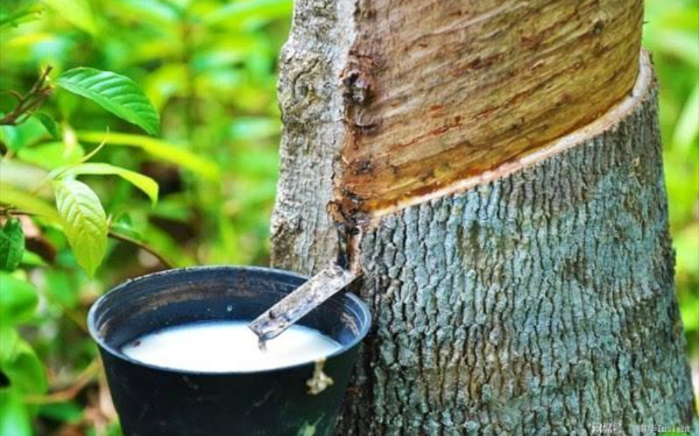 Côte d'Ivoire / Caoutchouc naturel : Le kilo atteint 526 FCFA, en hausse de près de 50 % depuis janvier