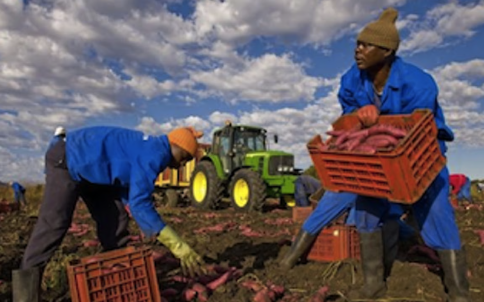 RDC : Près de 3 millions de dollars mobilisés par le Royaume-Uni et l’IFC pour transformer l’agro-industrie et accélérer l’emploi rural
