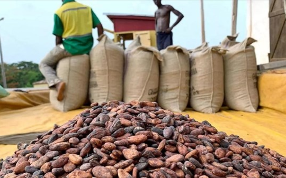 Côte d’Ivoire : Le prix du cacao bondit de 39%, un record pour les producteurs