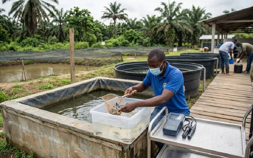 Congo : la Banque mondiale mobilise 60 millions de dollars pour dynamiser l’aviculture et l’aquaculture
