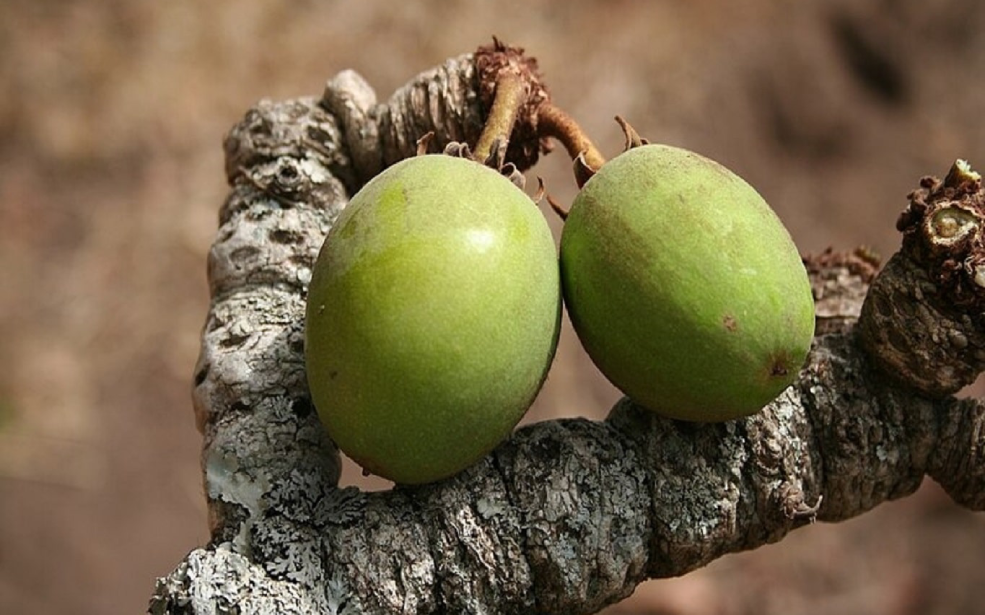 Côte d’Ivoire : Le FIRCA veut développer les plantations de karité