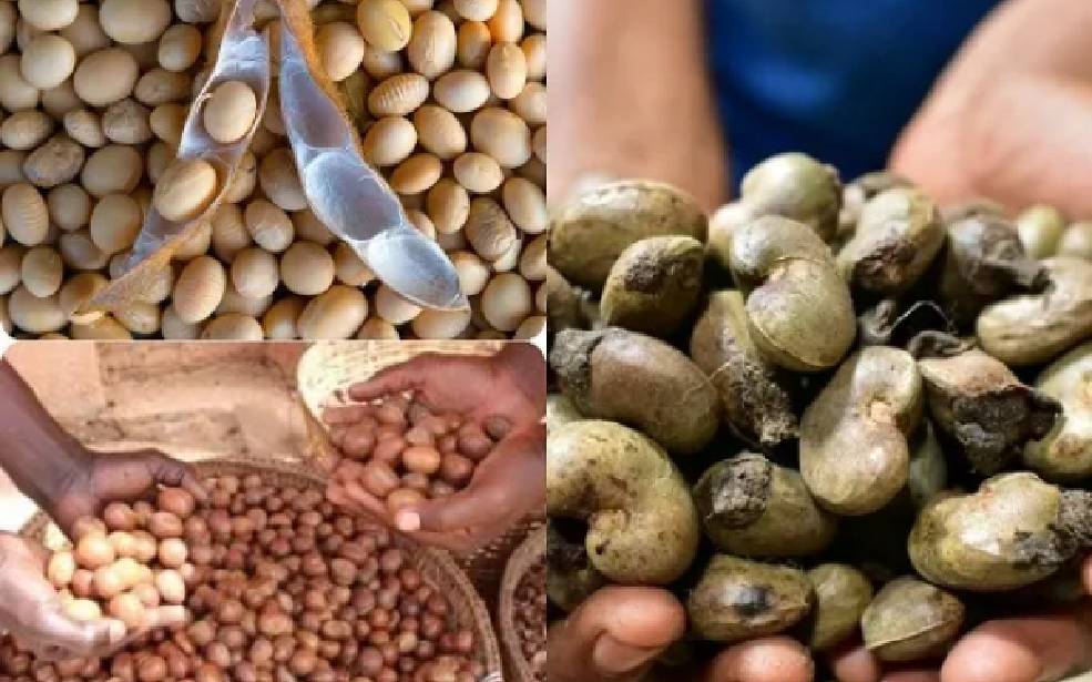 Agriculture/Togo : une taxe à l’exportation sur soja, cajou et karité pour encourager la transformation locale