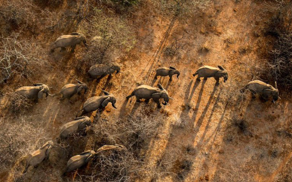 Kenya : 160 millions de dollars pour protéger 17,3 millions d’hectares et soutenir l’économie locale