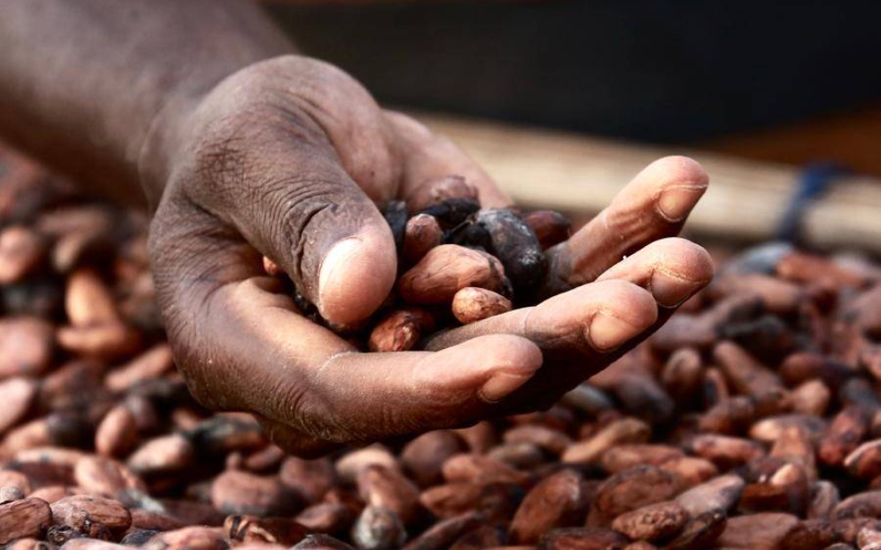 Cacao ghanéen : Baisse du prix et révolution financière domestique