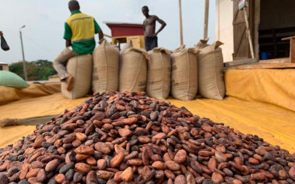 Cacao : La Côte d’Ivoire et le Ghana veulent empêcher la « destruction » de la demande par les substituts
