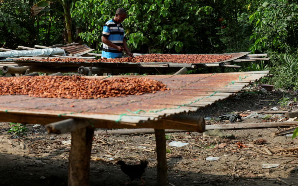 Ghana en crise, Côte d’Ivoire en alerte : Les fragilités du cacao ouest-africain