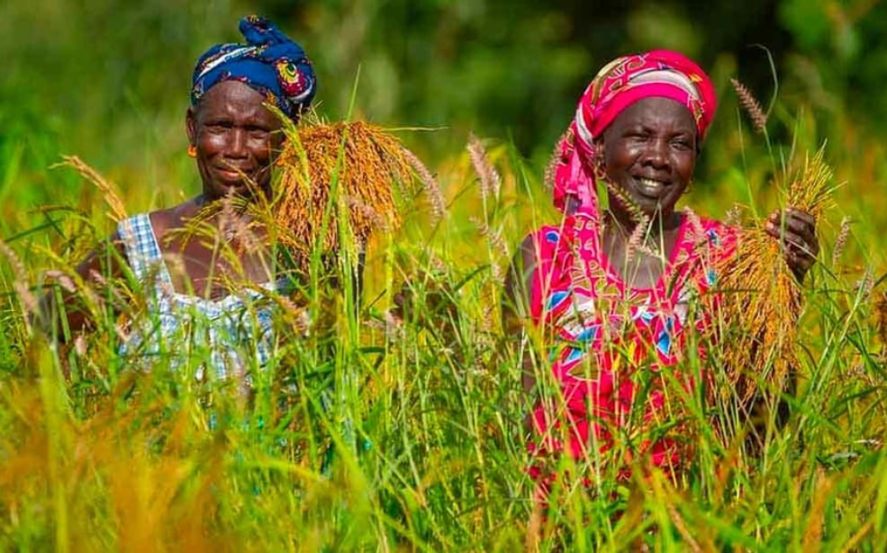 14 millions de dollars pour renforcer les PME agricoles en Afrique