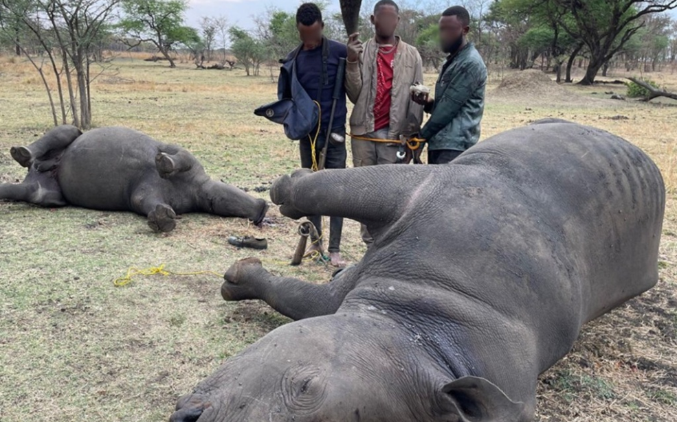 Afrique : Près de 30 000 animaux vivants saisis lors d’une opération mondiale contre le trafic d’espèces sauvages