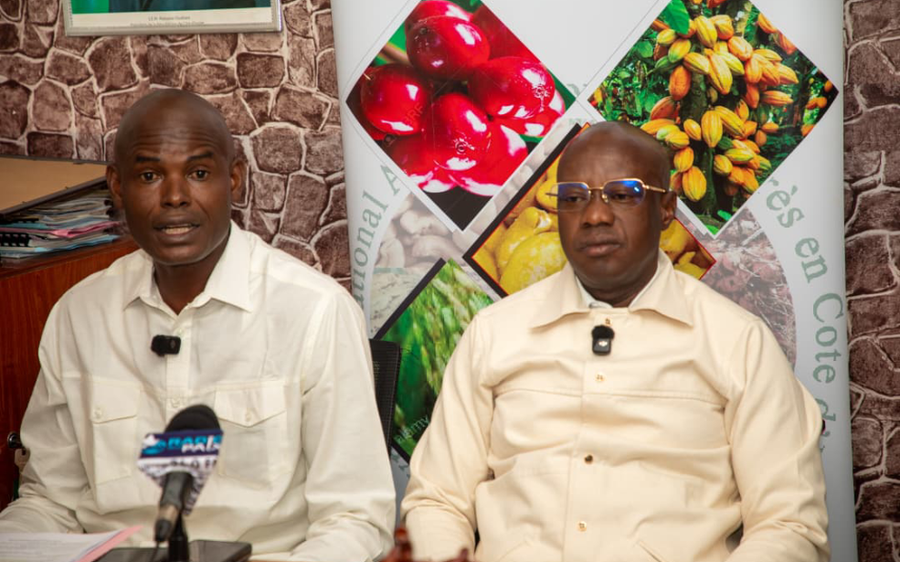 Côte d’Ivoire / Crise du cacao : Le Conseil Café-Cacao sous pression, les producteurs à bout