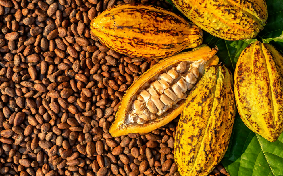 Cameroun : Le cacao à 1 500 FCFA ? Analyse d’une information qui fait débat