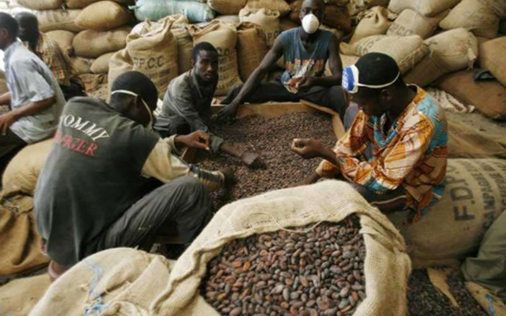 Cacao : Le pari risqué du prix plancher ivoirien face à la chute des cours mondiaux