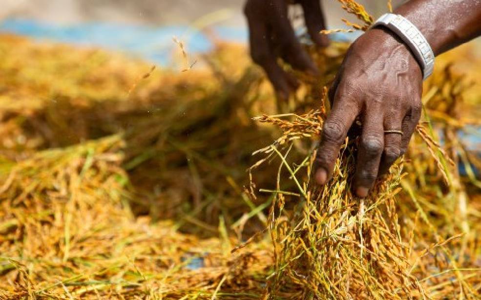 Afrique de l'Ouest : 9,44 millions $ du Fonds africain de développement pour soutenir les chaînes de valeur du riz résilientes au climat