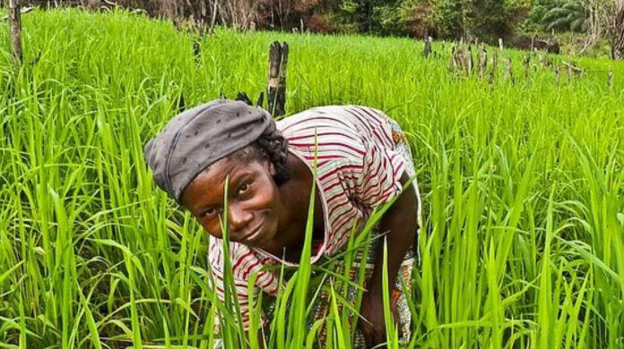 Le BII, Swedfund et Norfund investissent 85 millions de dollars dans AgDevCo pour soutenir les PME agroalimentaires en Afrique subsaharienne, améliorer la productivité et renforcer la sécurité alimentaire.