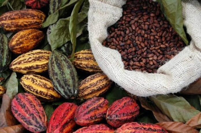 Le groupe johnvents foods, en partenariat avec British International Investment (BII), a signé un investissement de 40,5 millions USD pour soutenir l’industrie du cacao au Nigéria.