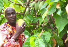 Côte d'Ivoire : Le cacao, or doux-amer d’une nation en marche