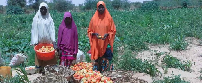 1500-niger-secteur-agricole Niger–BAD : 608 millions de dollars pour renforcer l’agriculture et la résilience économique jusqu’en 2026